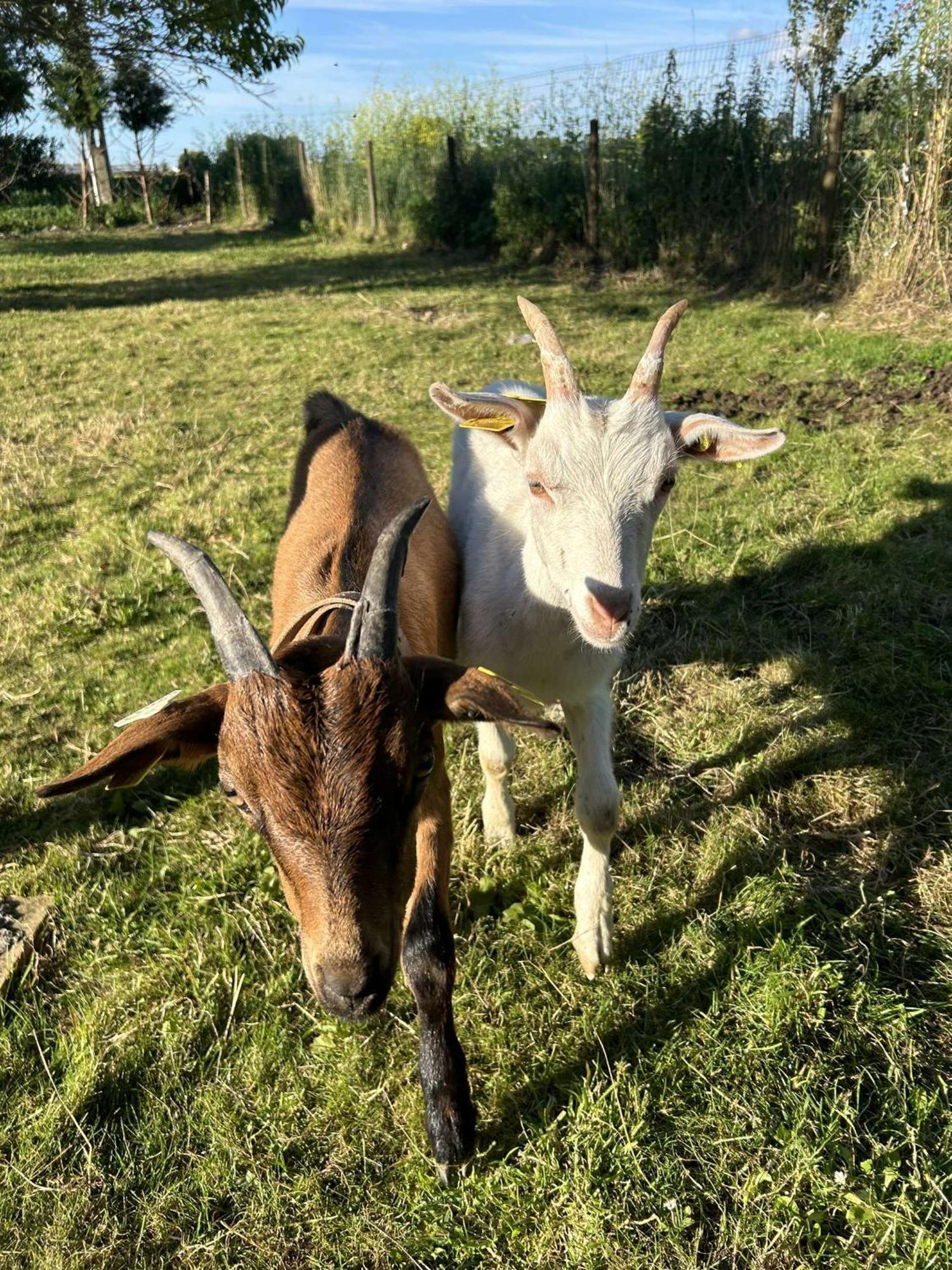 O Coeur Des Monts Et Merveilles Wormhout Extérieur photo